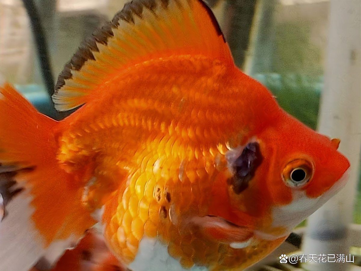金魚身上受傷了會自愈嗎【金魚受傷會自愈嗎】 金魚身上受傷了會自愈嗎【金魚受傷會自愈嗎】 龍魚百科 第9張