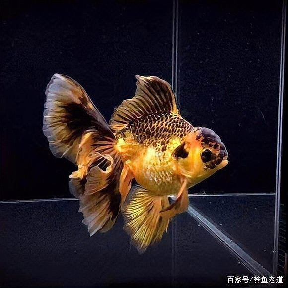 金魚身上受傷了會自愈嗎【金魚受傷會自愈嗎】 金魚身上受傷了會自愈嗎【金魚受傷會自愈嗎】 龍魚百科 第11張