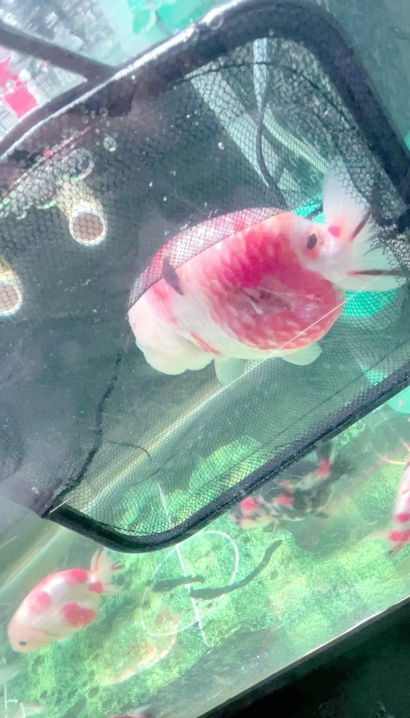 金魚身上受傷了會自愈嗎【金魚受傷會自愈嗎】 金魚身上受傷了會自愈嗎【金魚受傷會自愈嗎】 龍魚百科 第13張