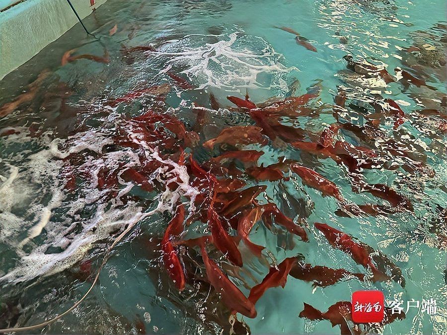 紅玫瑰貴還是東星斑貴【東星斑憑啥比紅斑魚貴這么多從行情到養(yǎng)殖帶你看懂海鮮價格差】 龍魚論壇 第2張 紅玫瑰貴還是東星斑貴【東星斑憑啥比紅斑魚貴這么多從行情到養(yǎng)殖帶你看懂海鮮價格差】 紅玫瑰貴還是東星斑貴【東星斑憑啥比紅斑魚貴這么多從行情到養(yǎng)殖帶你看懂海鮮價格差】 龍魚論壇 第2張
