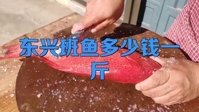 紅玫瑰貴還是東星斑貴【東星斑憑啥比紅斑魚貴這么多從行情到養(yǎng)殖帶你看懂海鮮價格差】 龍魚論壇 第6張 紅玫瑰貴還是東星斑貴【東星斑憑啥比紅斑魚貴這么多從行情到養(yǎng)殖帶你看懂海鮮價格差】 紅玫瑰貴還是東星斑貴【東星斑憑啥比紅斑魚貴這么多從行情到養(yǎng)殖帶你看懂海鮮價格差】 龍魚論壇 第6張