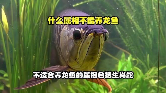 哪些生肖不適合養龍魚？【什么屬相不能養龍魚】
