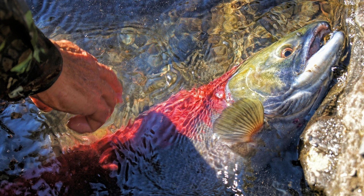 龍魚在哪里可以釣到【龍魚一般生活在什么地方適合釣龍魚的地方需要具備條件】 水族問答 第2張 龍魚在哪里可以釣到【龍魚一般生活在什么地方適合釣龍魚的地方需要具備條件】 龍魚在哪里可以釣到【龍魚一般生活在什么地方適合釣龍魚的地方需要具備條件】 水族問答 第2張
