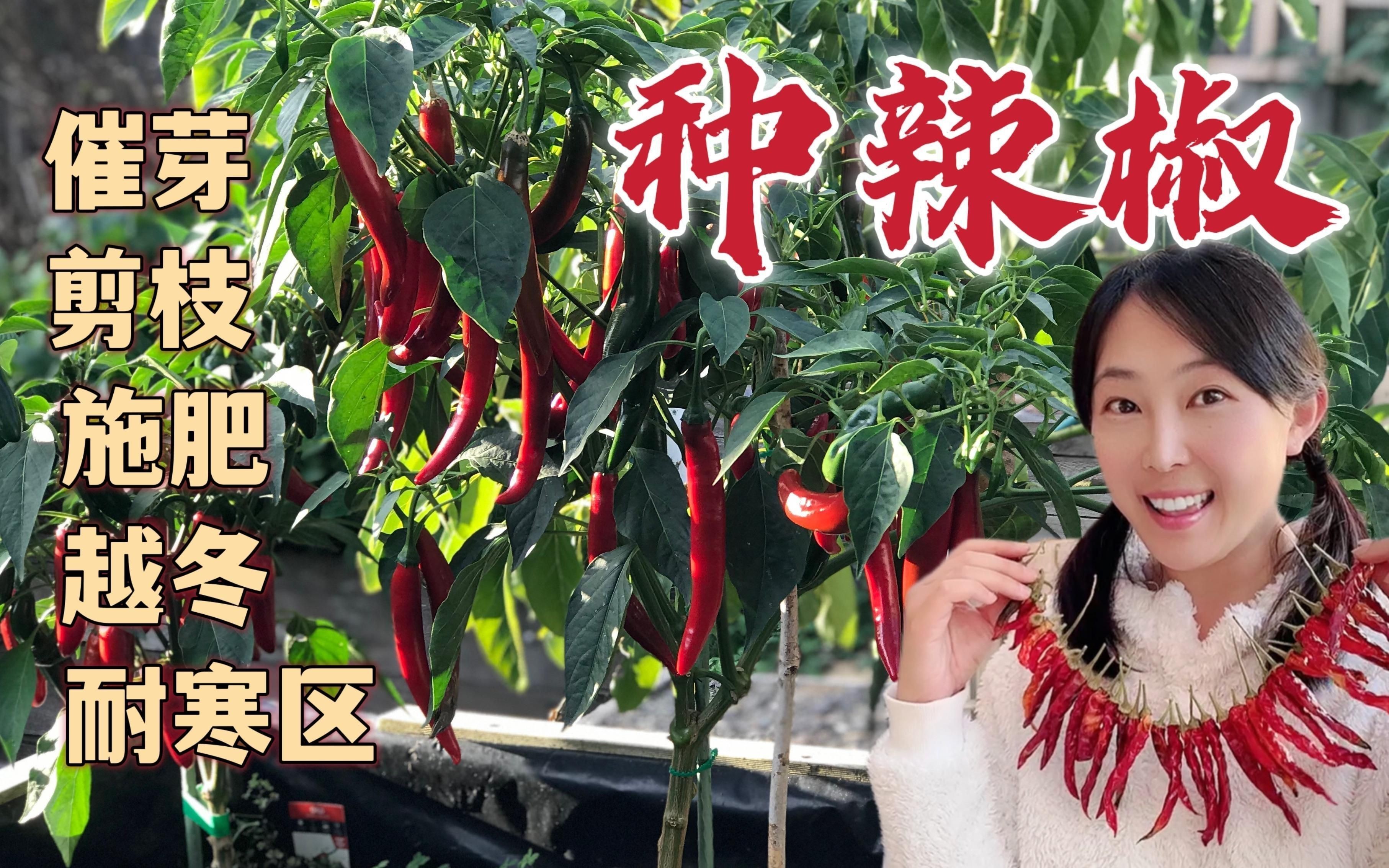 辣椒種植方法和注意事項【怎樣種辣椒生態牧人辣椒高產種植全程水肥管理方案】 辣椒種植方法和注意事項【怎樣種辣椒生態牧人辣椒高產種植全程水肥管理方案】 龍魚百科 第1張