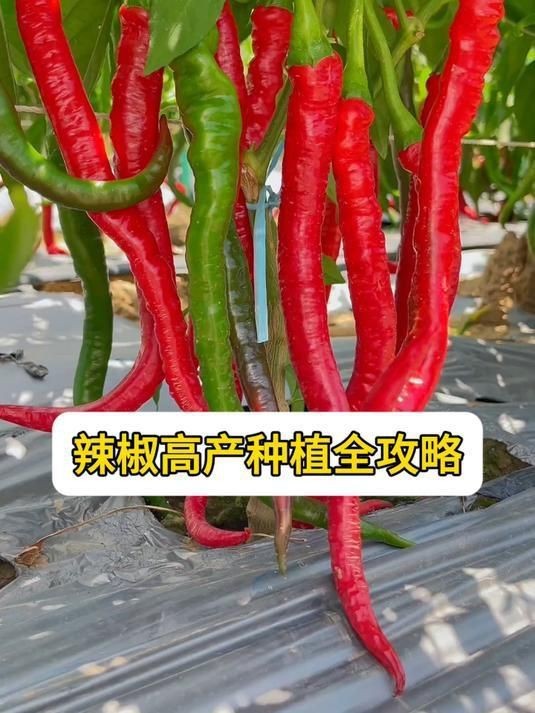 辣椒種植方法和注意事項【怎樣種辣椒生態牧人辣椒高產種植全程水肥管理方案】 辣椒種植方法和注意事項【怎樣種辣椒生態牧人辣椒高產種植全程水肥管理方案】 龍魚百科 第3張