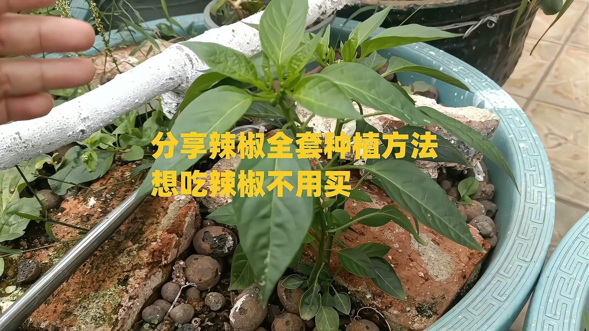 辣椒種植方法和注意事項【怎樣種辣椒生態牧人辣椒高產種植全程水肥管理方案】 辣椒種植方法和注意事項【怎樣種辣椒生態牧人辣椒高產種植全程水肥管理方案】 龍魚百科 第4張