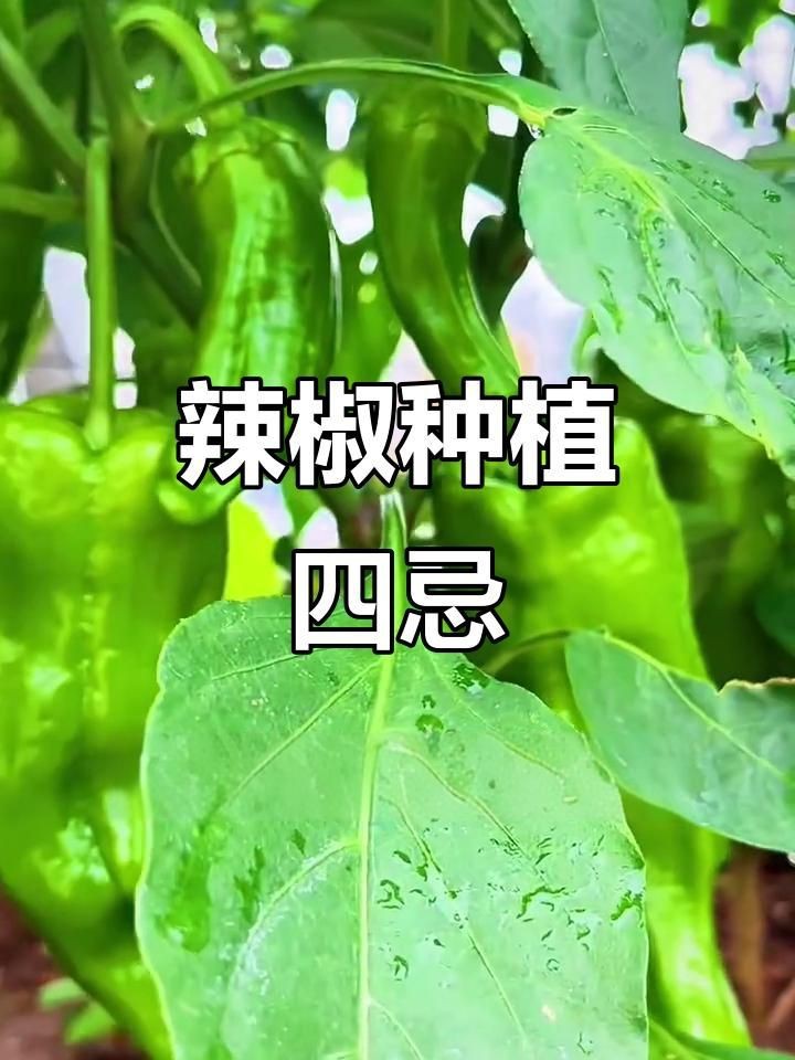 辣椒種植方法和注意事項【怎樣種辣椒生態牧人辣椒高產種植全程水肥管理方案】 辣椒種植方法和注意事項【怎樣種辣椒生態牧人辣椒高產種植全程水肥管理方案】 龍魚百科 第5張