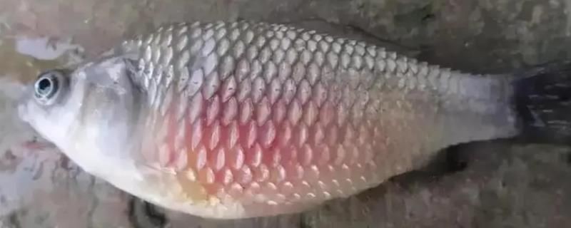 還有哪些方法可以治療魚炸鱗？【炸鱗的魚怎么治療】
