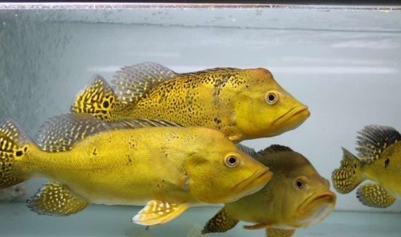 帝王跟巴西亞什么區別【和巴西亞魚混養的目標魚4,帝王三間的區別是什么】