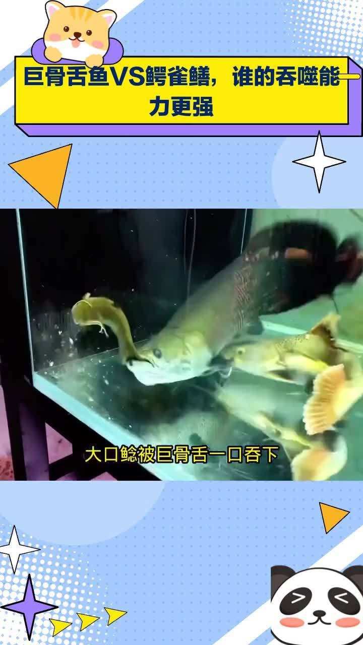 巨骨舌魚vs鱷雀鱔視頻【《巨骨舌魚與鱷雀鱔的較量視頻》**】