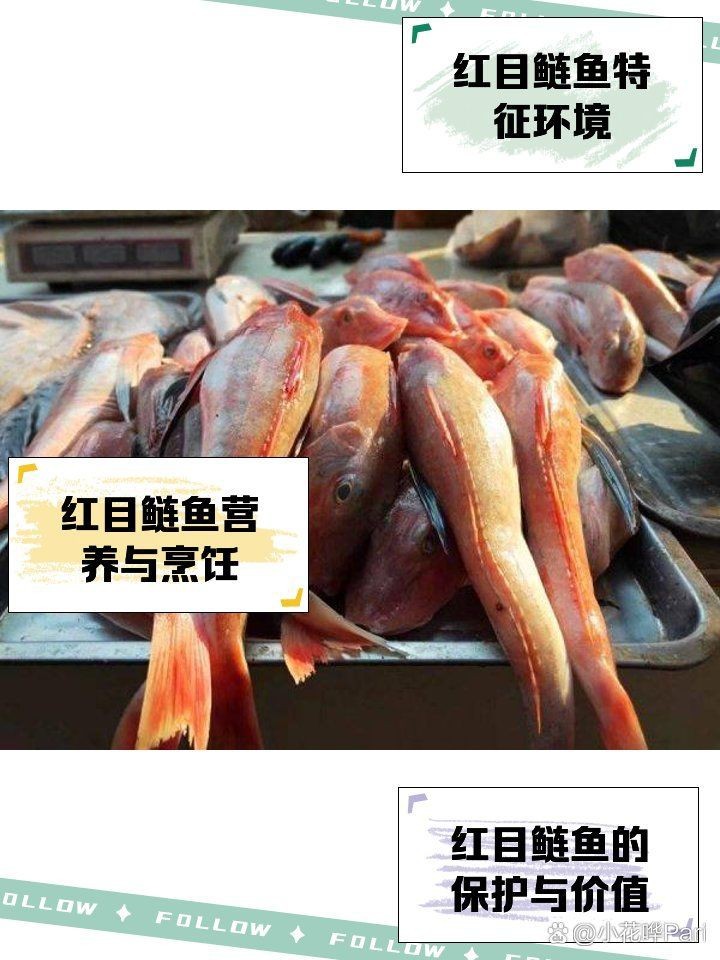 紅色頭大眼大的魚【《紅色頭大眼大的魚》**紅色頭大眼睛海魚是什么魚】 紅色頭大眼大的魚【《紅色頭大眼大的魚》**紅色頭大眼睛海魚是什么魚】 龍魚論壇 第14張