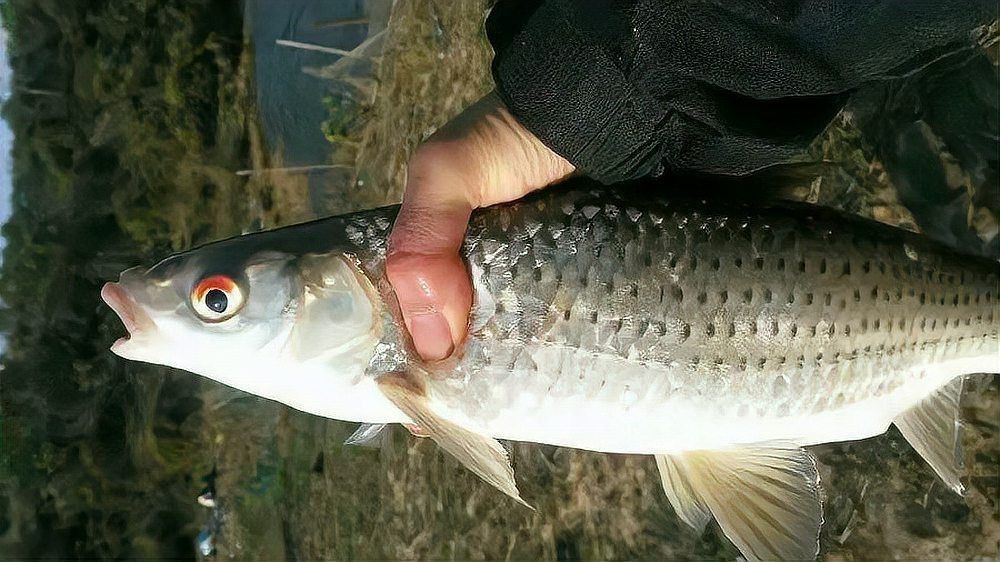 紅色頭大眼大的魚【《紅色頭大眼大的魚》**紅色頭大眼睛海魚是什么魚】 紅色頭大眼大的魚【《紅色頭大眼大的魚》**紅色頭大眼睛海魚是什么魚】 龍魚論壇 第10張