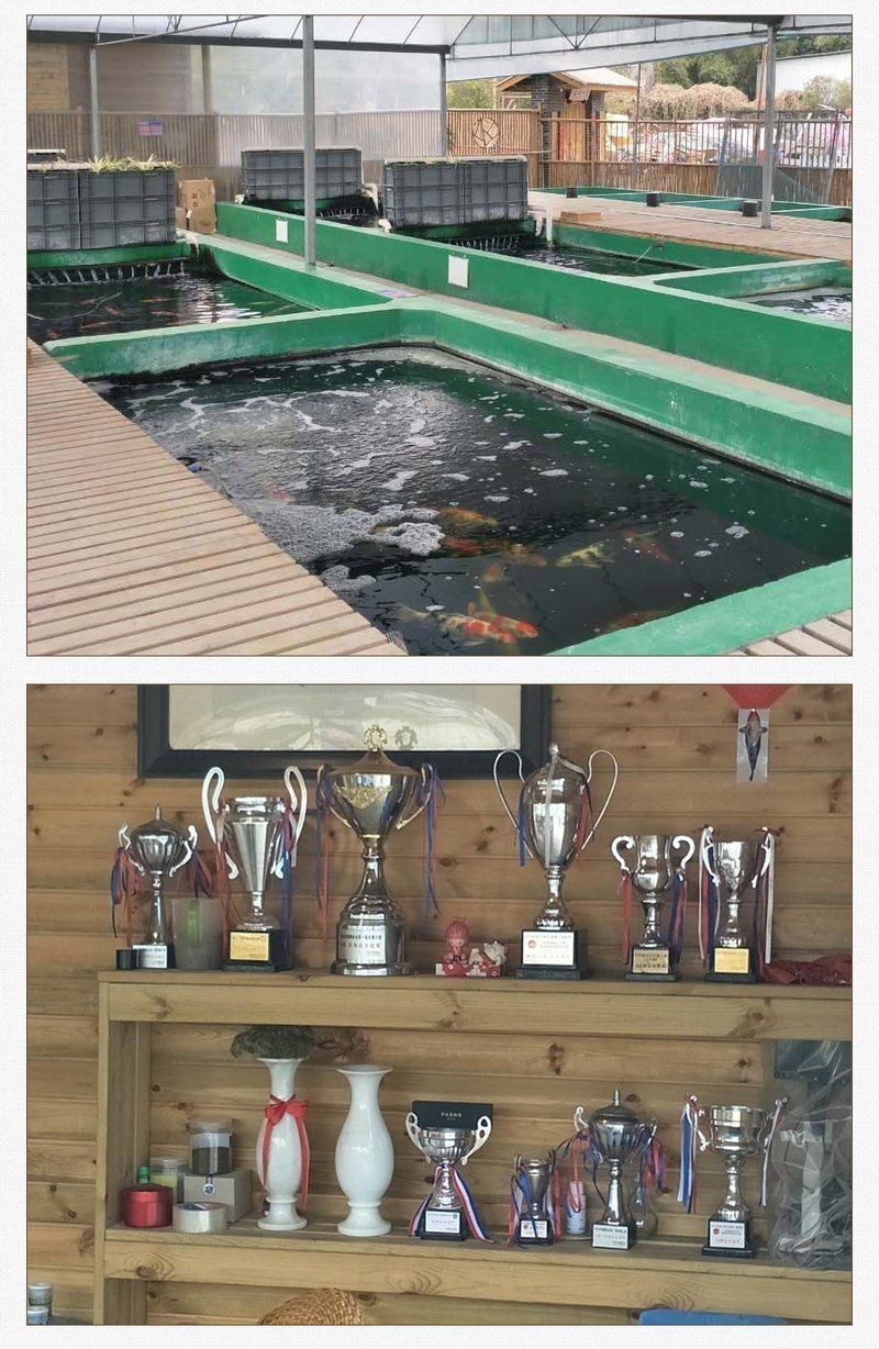 錦鯉官方網站入口【《錦鯉官方網站入口相關介紹》**】 錦鯉官方網站入口【《錦鯉官方網站入口相關介紹》**】 龍魚百科 第2張