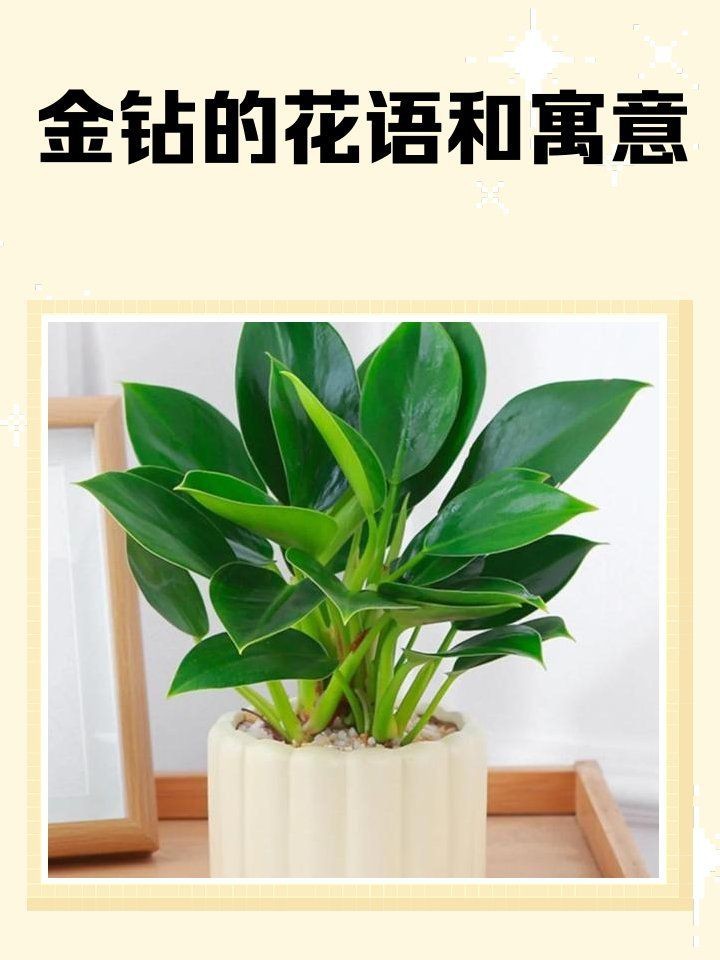 小紅龍魚視頻最新版是一款專為android用戶設(shè)計的應(yīng)用程序和應(yīng)用程序，小紅龍魚視頻最新版 小紅龍魚視頻最新版是一款專為android用戶設(shè)計的應(yīng)用程序和應(yīng)用程序，小紅龍魚視頻最新版 觀賞魚百科 第2張
