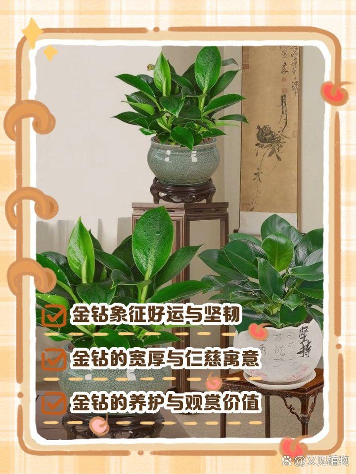 金鉆的寓意【金鉆的寓意是多子多子多福，這一象征源于其茂密的生命力】