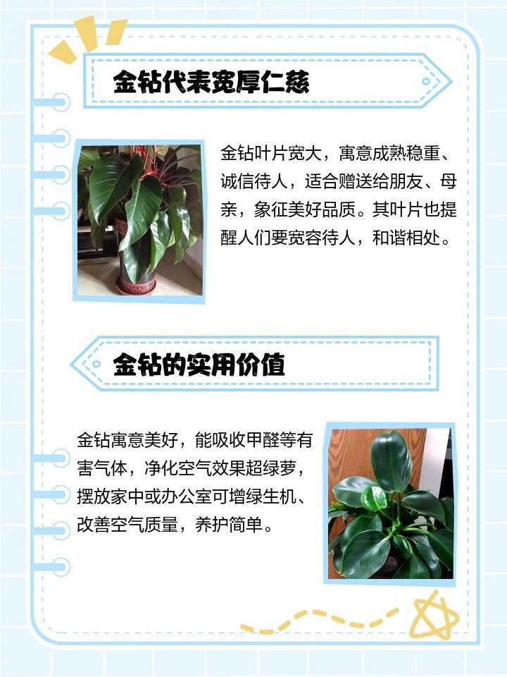 金鉆的寓意【金鉆的寓意是多子多子多福，這一象征源于其茂密的生命力】