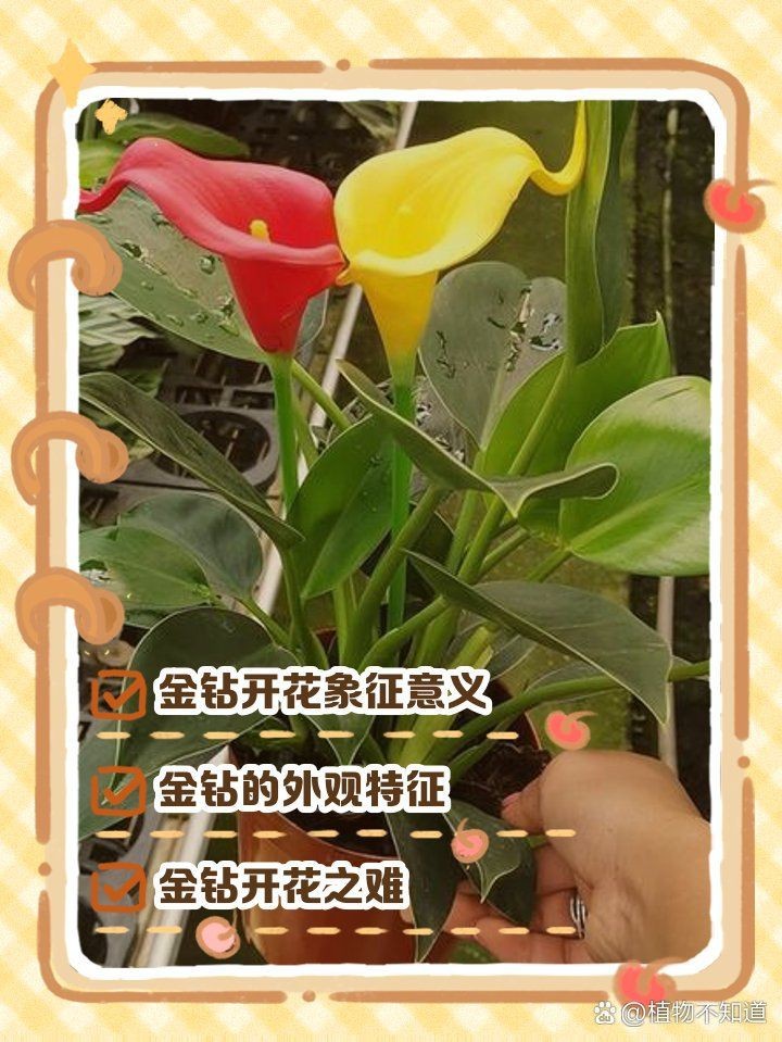 金鉆的寓意【金鉆的寓意是多子多子多福，這一象征源于其茂密的生命力】