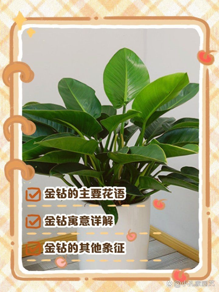 金鉆的寓意【金鉆的寓意是多子多子多福，這一象征源于其茂密的生命力】