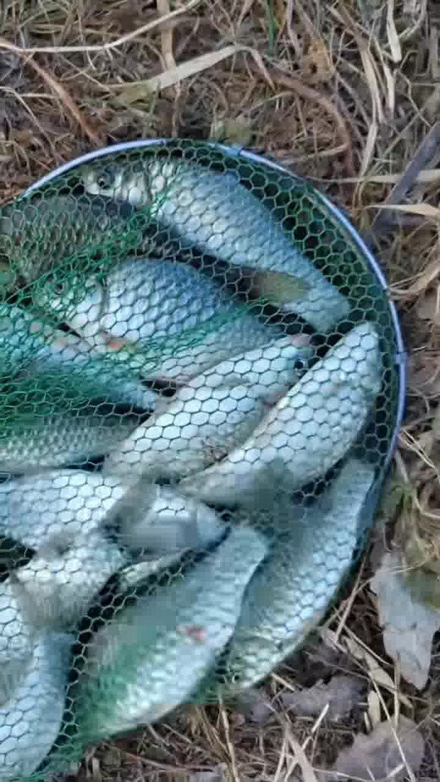 沁縣龍魚店【沁縣有龍魚店嗎】 沁縣龍魚店【沁縣有龍魚店嗎】 全國水族館企業名錄 第1張