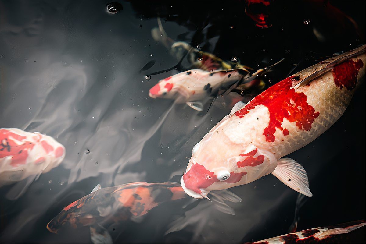 錦鯉的寓意和象征【《錦鯉的寓意和象征》】