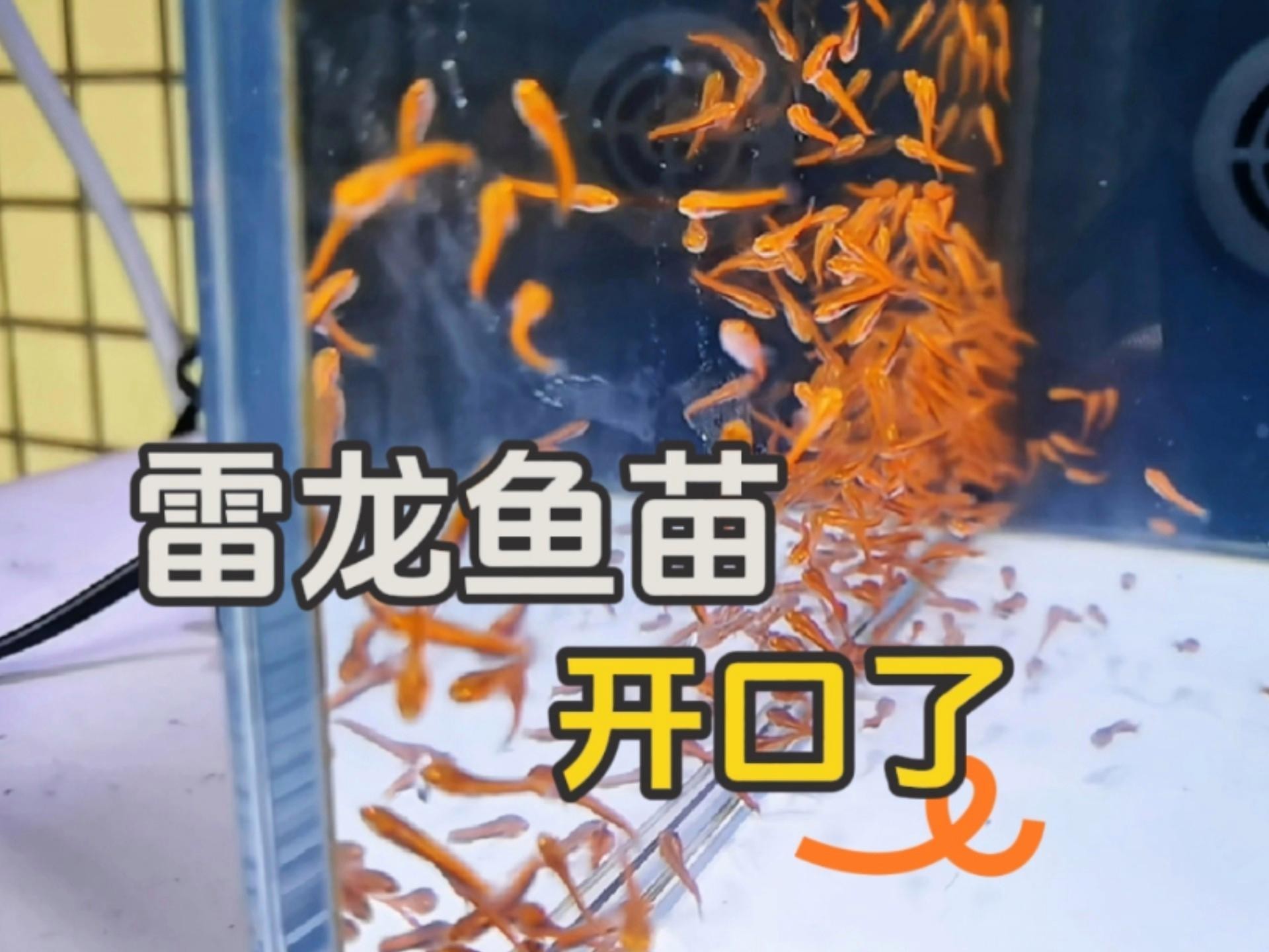 如何預(yù)防龍魚苗生病？【農(nóng)村信息網(wǎng)春季放苗如何避免水霉病這三點(diǎn)必須注意】