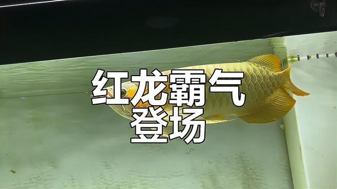 如何辨別印尼紅龍的品質(zhì)？【如何辨別印尼紅龍品質(zhì)】