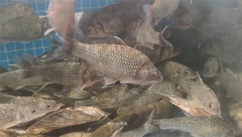 英山龍魚店【英山有沒有龍魚店如何聯(lián)系】