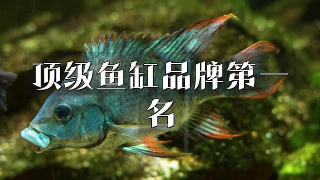 頂級魚缸品牌第一名【頂級魚缸品牌】 頂級魚缸品牌第一名【頂級魚缸品牌】 龍魚論壇 第6張