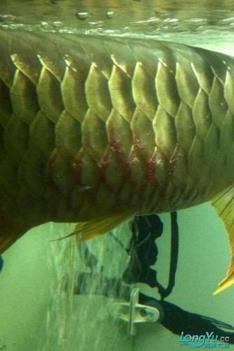 給我一些龍魚魚鱗充血的圖片示例【龍魚鱗充血和鱗片發黑怎么辦】
