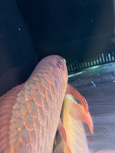給我一些龍魚魚鱗充血的圖片示例【龍魚鱗充血和鱗片發黑怎么辦】