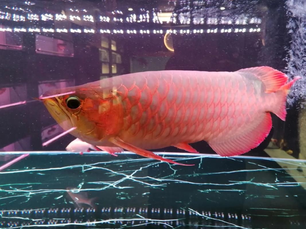 給我一些龍魚魚鱗充血的圖片示例【龍魚鱗充血和鱗片發黑怎么辦】 給我一些龍魚魚鱗充血的圖片示例【龍魚鱗充血和鱗片發黑怎么辦】 龍魚百科 第7張