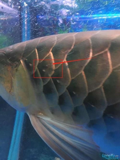 給我一些龍魚魚鱗充血的圖片示例【龍魚鱗充血和鱗片發黑怎么辦】 給我一些龍魚魚鱗充血的圖片示例【龍魚鱗充血和鱗片發黑怎么辦】 龍魚百科 第21張