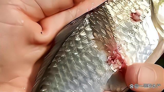 魚(yú)爛鰓有什么特效藥【水產(chǎn)衛(wèi)士,魚(yú)爛鰓用什么藥最好魚(yú)爛鰓用什么藥最好】 魚(yú)爛鰓有什么特效藥【水產(chǎn)衛(wèi)士,魚(yú)爛鰓用什么藥最好魚(yú)爛鰓用什么藥最好】 龍魚(yú)百科 第6張