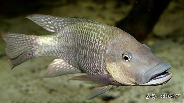 魚(yú)爛鰓有什么特效藥【水產(chǎn)衛(wèi)士,魚(yú)爛鰓用什么藥最好魚(yú)爛鰓用什么藥最好】 魚(yú)爛鰓有什么特效藥【水產(chǎn)衛(wèi)士,魚(yú)爛鰓用什么藥最好魚(yú)爛鰓用什么藥最好】 龍魚(yú)百科 第10張