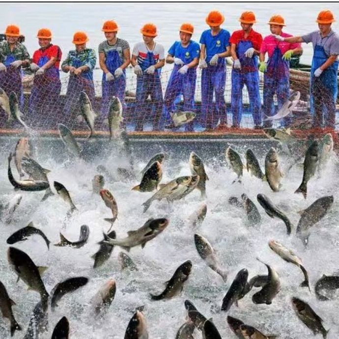 魚(yú)爛鰓有什么特效藥【水產(chǎn)衛(wèi)士,魚(yú)爛鰓用什么藥最好魚(yú)爛鰓用什么藥最好】 魚(yú)爛鰓有什么特效藥【水產(chǎn)衛(wèi)士,魚(yú)爛鰓用什么藥最好魚(yú)爛鰓用什么藥最好】 龍魚(yú)百科 第21張