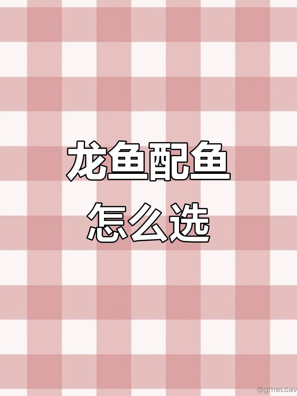 龍魚適合和什么魚混養【適合與龍魚混養的魚類】
