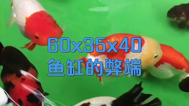 魚缸尺寸過大有哪些具體問題?【東臺(tái)達(dá)味60x35x40魚缸尺寸最忌三種閑人煮藝】 龍魚百科 第3張 魚缸尺寸過大有哪些具體問題?【東臺(tái)達(dá)味60x35x40魚缸尺寸最忌三種閑人煮藝】 魚缸尺寸過大有哪些具體問題?【東臺(tái)達(dá)味60x35x40魚缸尺寸最忌三種閑人煮藝】 龍魚百科 第3張