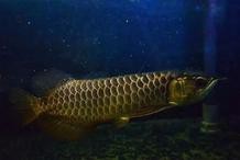 龍魚吃食后趴缸是怎么回事【龍魚吃食后趴缸怎么辦】