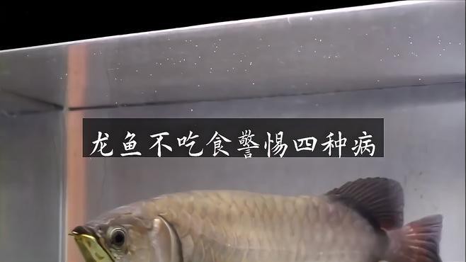 白缸養古典金龍有哪些常見疾病【白缸養古典金龍常見疾病及應對方法】