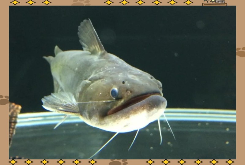 大嘴鯨和招財貓魚誰厲害【嘴鯨和-養魚老道26.招財貓魚的養殖秘訣】