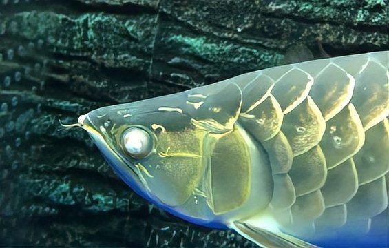 如何判斷紅龍魚眼睛白膜是否好轉？【紅龍魚眼睛白膜好轉，可從以下方面著手，先觀察白膜的外觀變化】