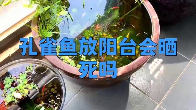 孔雀魚放陽臺會曬死嗎【孔雀魚放陽臺會曬死嗎孔雀魚放陽臺會曬死嗎】