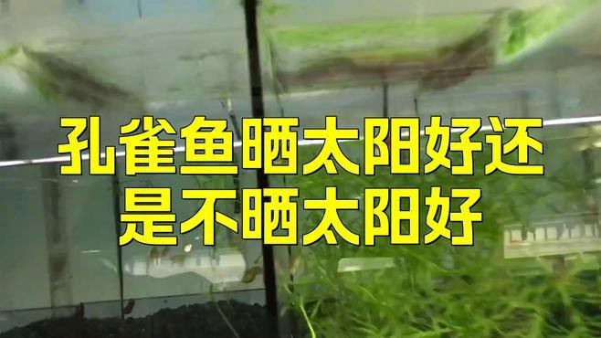 孔雀魚放陽臺會曬死嗎【孔雀魚放陽臺會曬死嗎孔雀魚放陽臺會曬死嗎】