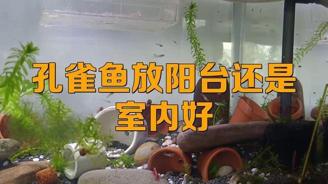如何判斷魚缸是否還有殘留消毒劑,如何判斷魚缸中是否還有殘留消毒劑?