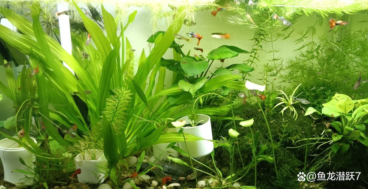 水族論壇最受歡迎的帖子有哪些【水族論壇最受歡迎的帖子】 水族論壇最受歡迎的帖子有哪些【水族論壇最受歡迎的帖子】 龍魚論壇