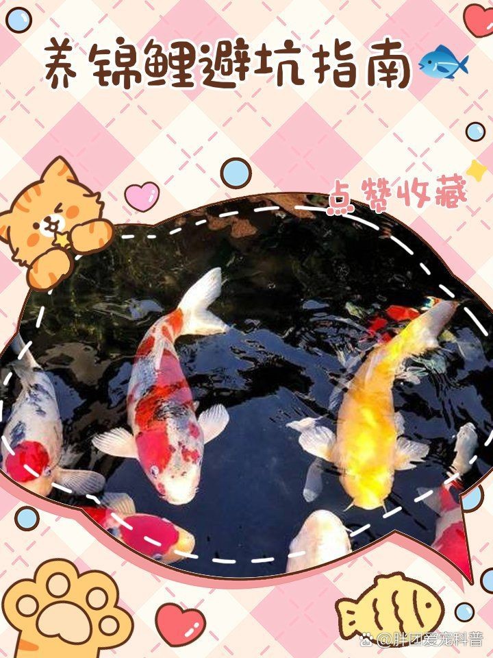 錦鯉白色的頭不能亂養(yǎng)【《錦鯉白色的頭不能亂養(yǎng)》】 龍魚(yú)百科 第1張 錦鯉白色的頭不能亂養(yǎng)【《錦鯉白色的頭不能亂養(yǎng)》】 錦鯉白色的頭不能亂養(yǎng)【《錦鯉白色的頭不能亂養(yǎng)》】 龍魚(yú)百科 第1張