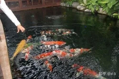 錦鯉白色的頭不能亂養(yǎng)【《錦鯉白色的頭不能亂養(yǎng)》】 龍魚(yú)百科 第5張 錦鯉白色的頭不能亂養(yǎng)【《錦鯉白色的頭不能亂養(yǎng)》】 錦鯉白色的頭不能亂養(yǎng)【《錦鯉白色的頭不能亂養(yǎng)》】 龍魚(yú)百科 第5張