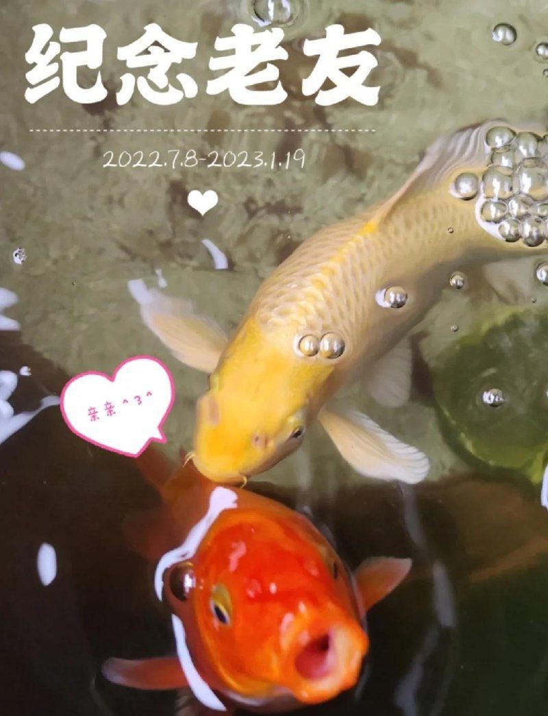 錦鯉白色的頭不能亂養(yǎng)【《錦鯉白色的頭不能亂養(yǎng)》】 龍魚(yú)百科 第9張 錦鯉白色的頭不能亂養(yǎng)【《錦鯉白色的頭不能亂養(yǎng)》】 錦鯉白色的頭不能亂養(yǎng)【《錦鯉白色的頭不能亂養(yǎng)》】 龍魚(yú)百科 第9張