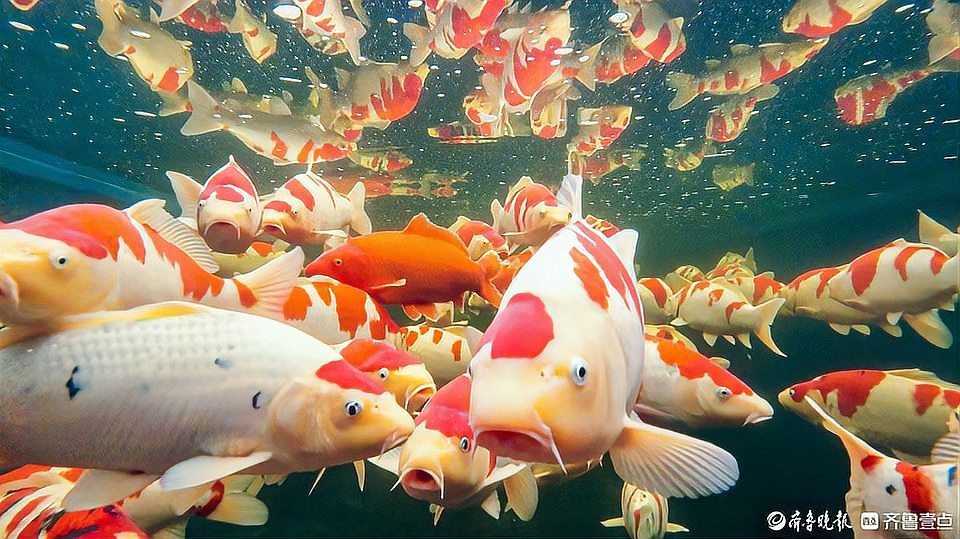 高唐龍魚店【水族世界的奇妙角落——高唐龍魚店】 高唐龍魚店【水族世界的奇妙角落——高唐龍魚店】 全國水族館企業名錄 第7張