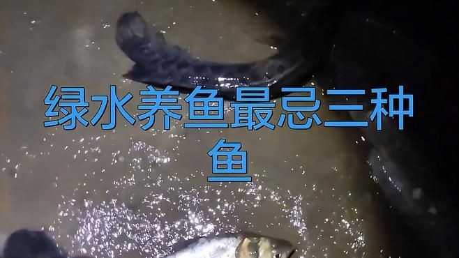 綠翡翠魚最怕三種魚【孔雀魚和什么魚可以混養(yǎng)選對5種魚避開4類天敵3步搞定】